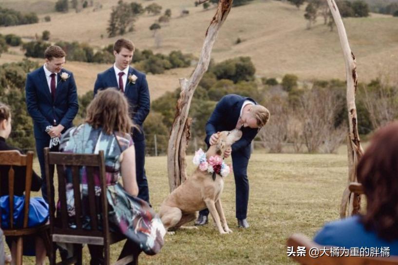 狗狗在主人婚礼上“拉粑粑”,非但没把事搞砸,还让氛围更温馨了