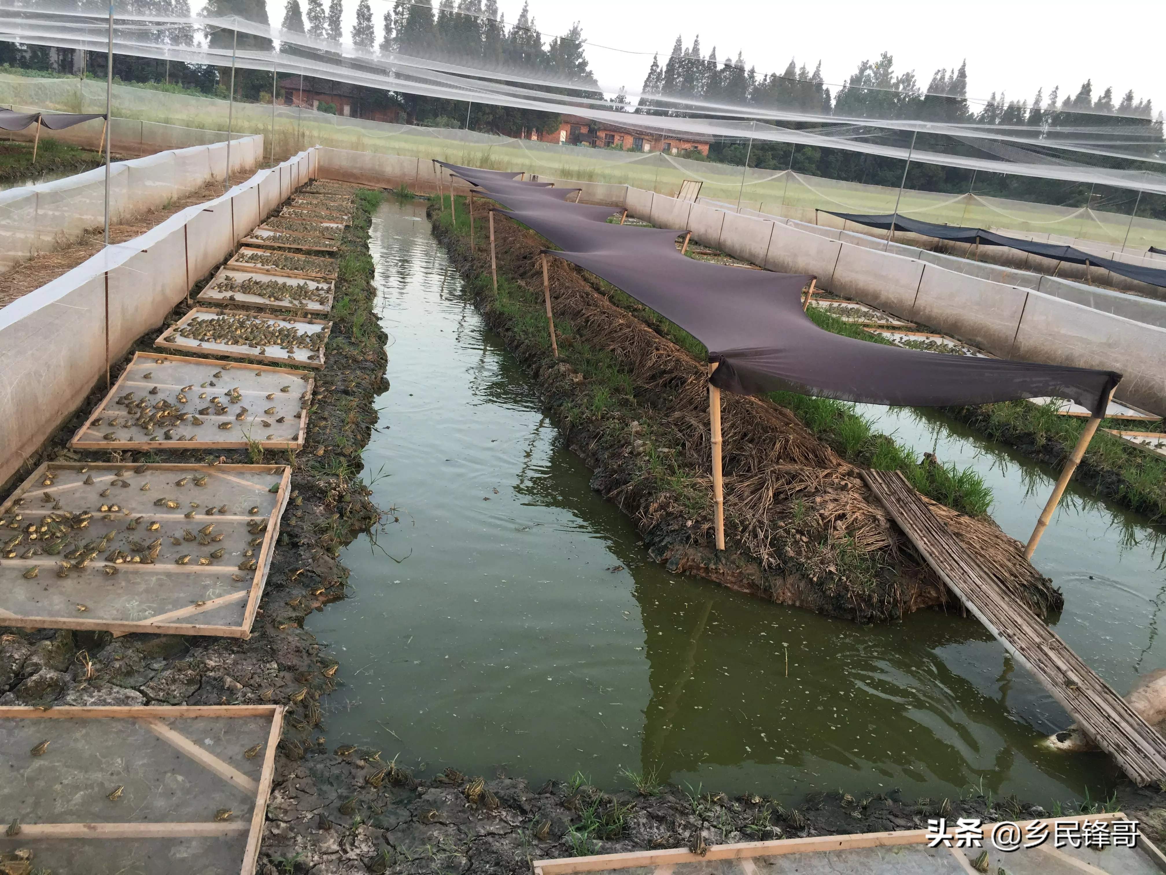 哈士奇适合农村养吗,哈士蟆和林蛙怎么养