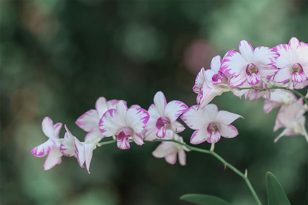耐阴又开花植物有哪些品种,耐阴又容易开花的植物推荐