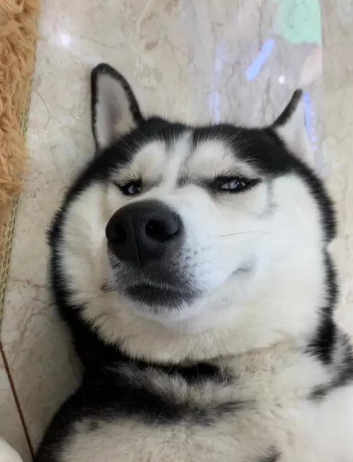 35000元造狗窝,22万打造的狗窝