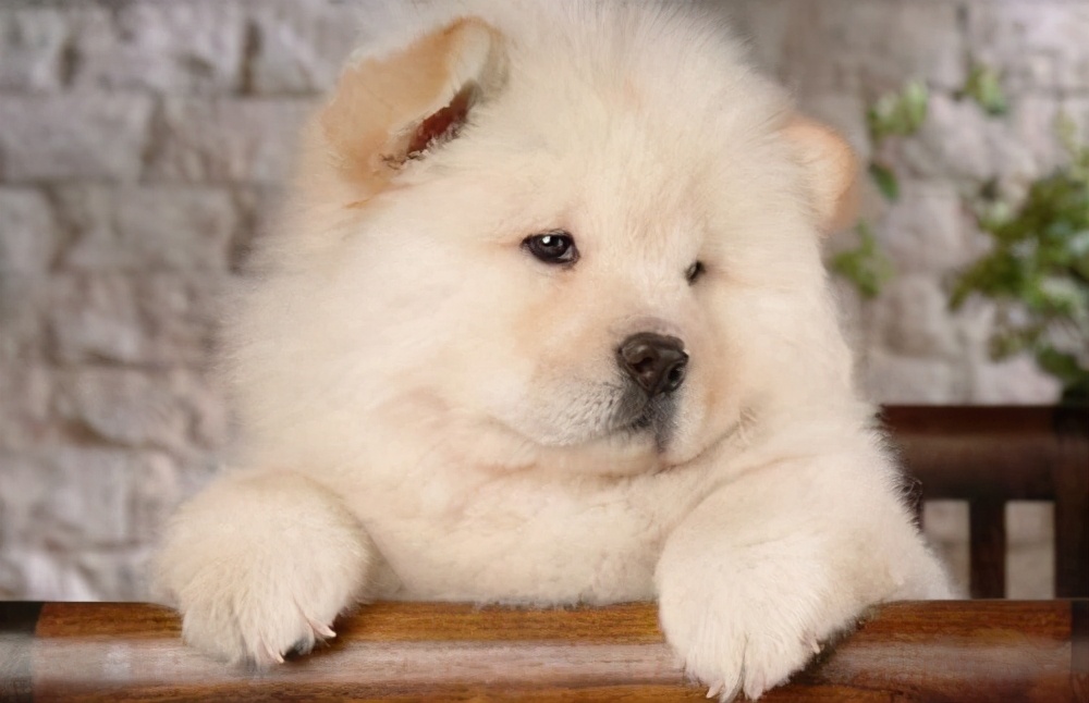 中国名犬松狮犬,松狮犬一生认几个主人