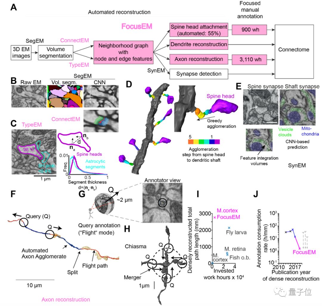 science蛋白质封面,重塑大脑的神经网络的方法