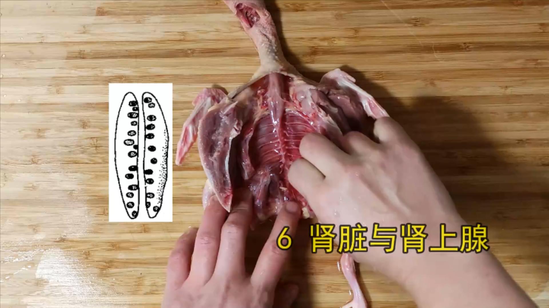 鸽子十大毒素排名,鸽子的毒素在哪里