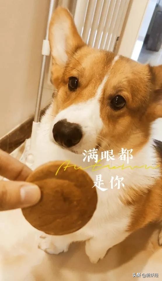 怡亲新品冻干生骨肉，据说是可以做主食的零食