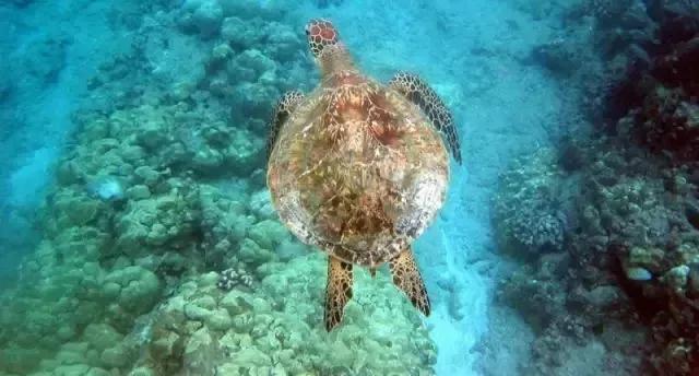 这个夏天有去浮潜吗,这个夏天一起约出来看海吗