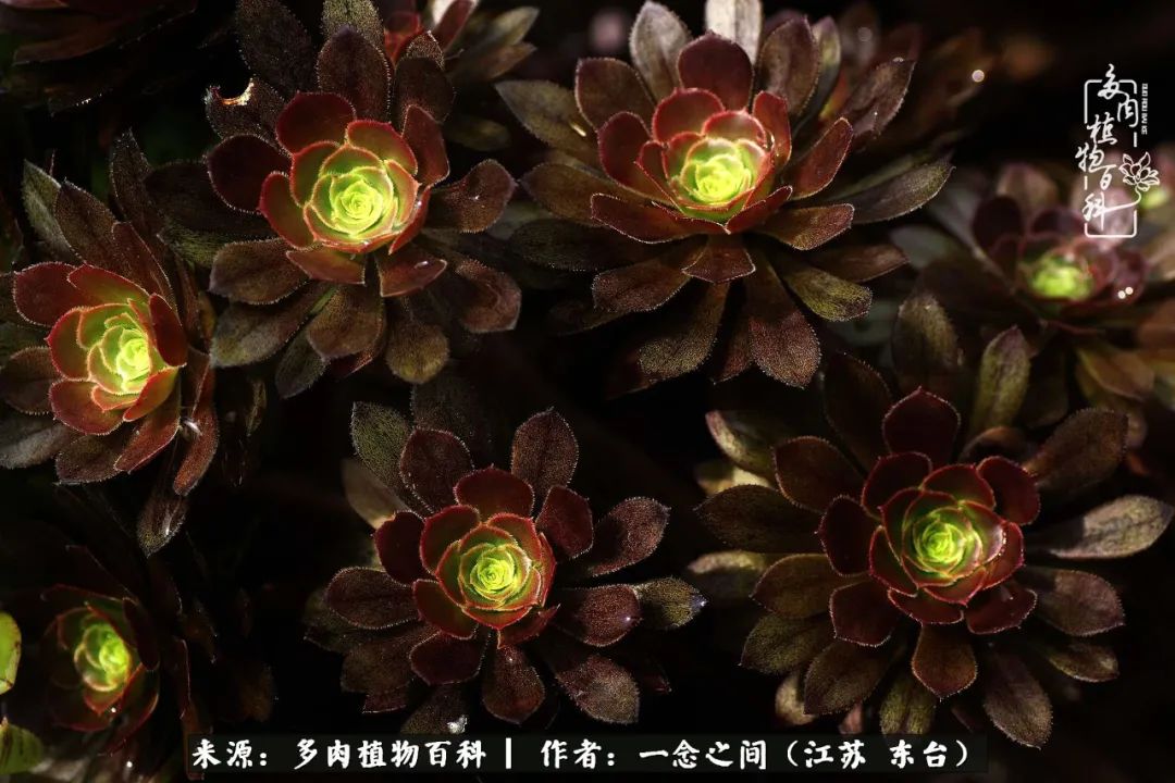 遇见花开蓝莓糖,遇见花开蔬菜沙拉酱