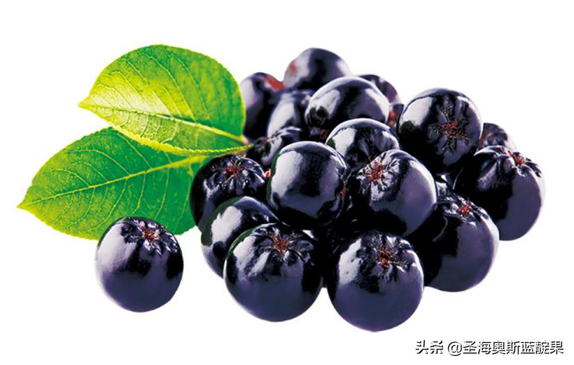 不老莓原果,不老莓的神奇故事