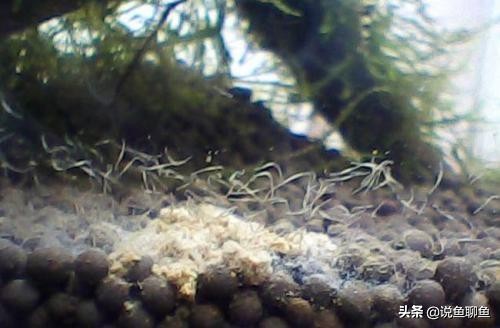 鱼缸里的蛋白虫浇花有危害吗,鱼缸蛋白虫怎样彻底清除