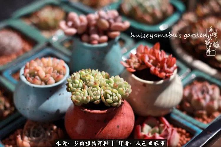 许我向你看,许我向你看演唱