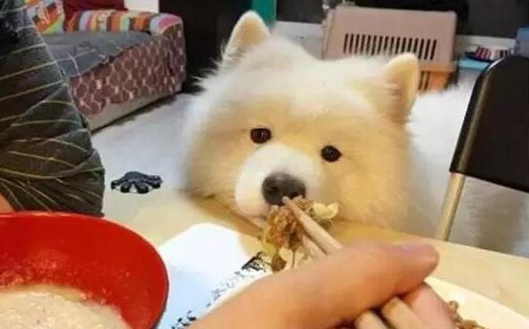 萨摩耶泪痕有效去除,萨摩耶犬泪痕咋治