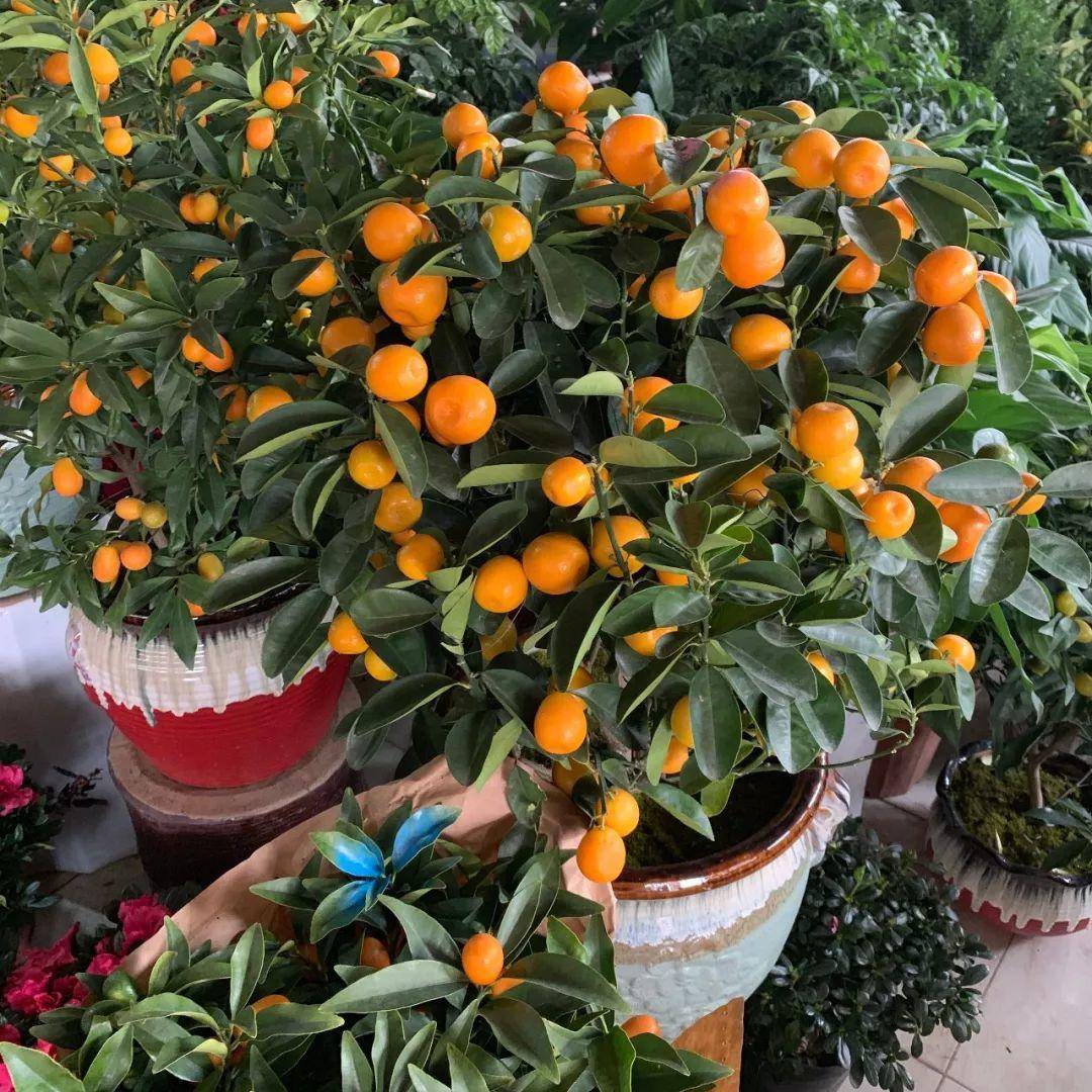 南京十大花鸟批发市场,南京最全的花卉市场