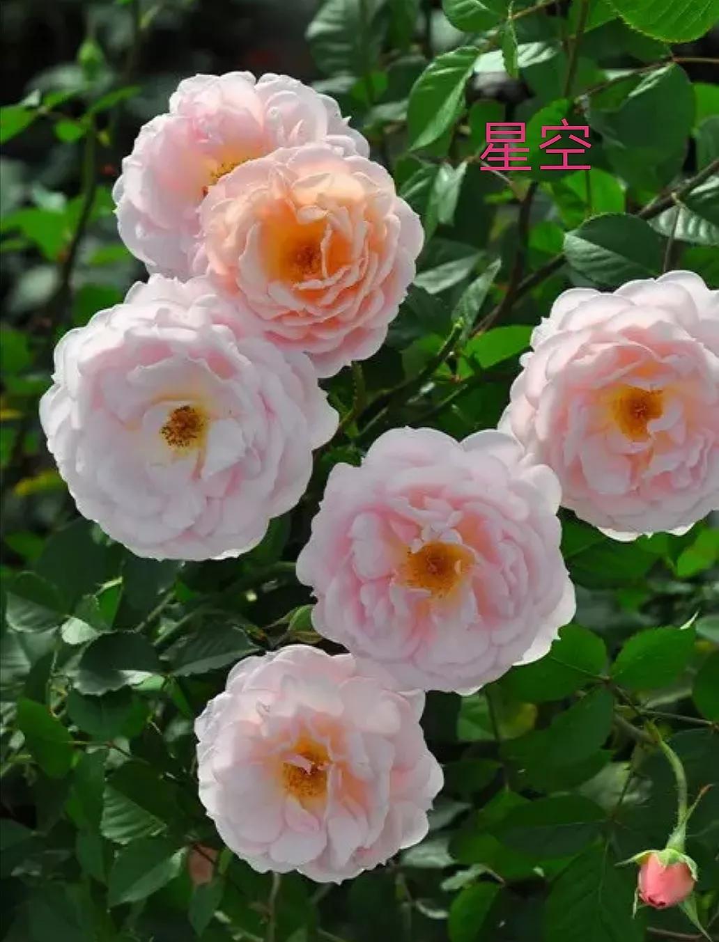 2020年木村卓功月季新品,木村卓功的月季都比较耐阴吗