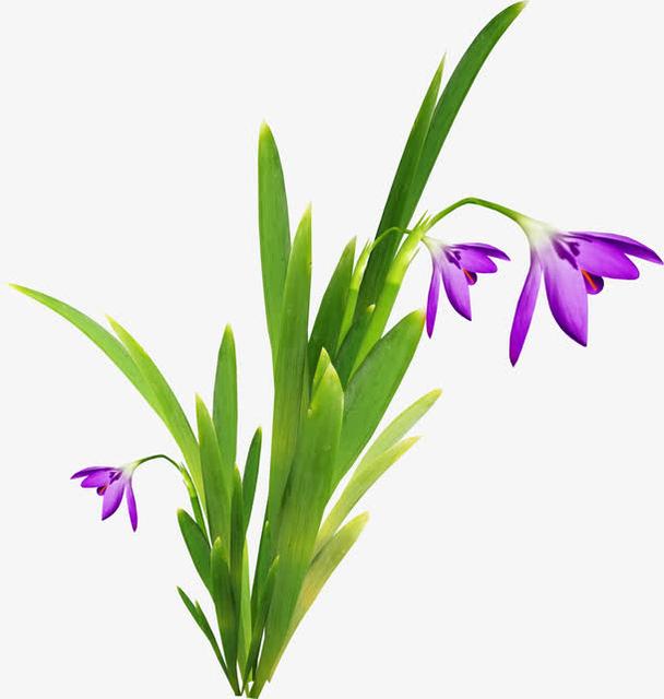 藏红花种球四季种植室内阳台花卉,阳台盆栽藏红花的配土