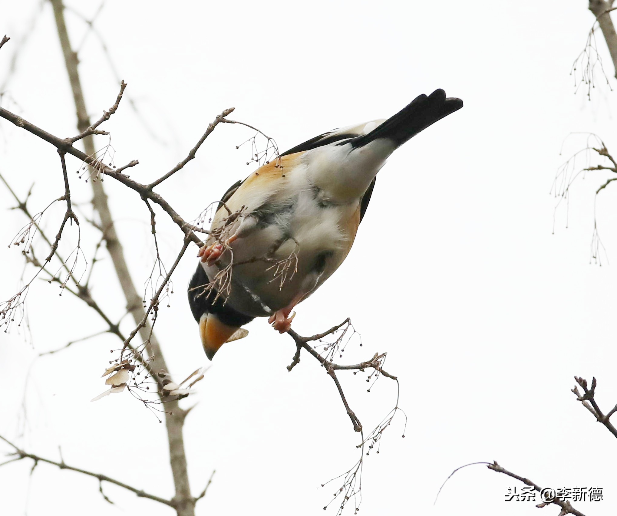 合肥高新区蜀峰湾,合肥市蜀峰湾