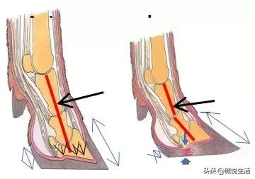 奶牛瘫痪症诊断,奶牛跛行的早期发现及五步修蹄法