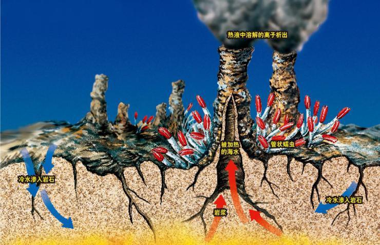 海底虾450度高温叫什么名字,100度水煮不死的虾