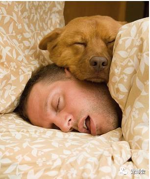 狗狗嗅陌生人的腿,狗狗为何喜欢嗅主人的尿