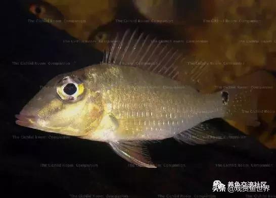 食土鲷一般多大尺寸,食土鲷哪个品种小一点