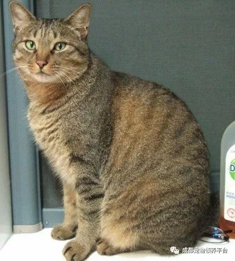 谁说土猫无名猫？快来围观古代猫谱，你家有没有镇宅神兽！