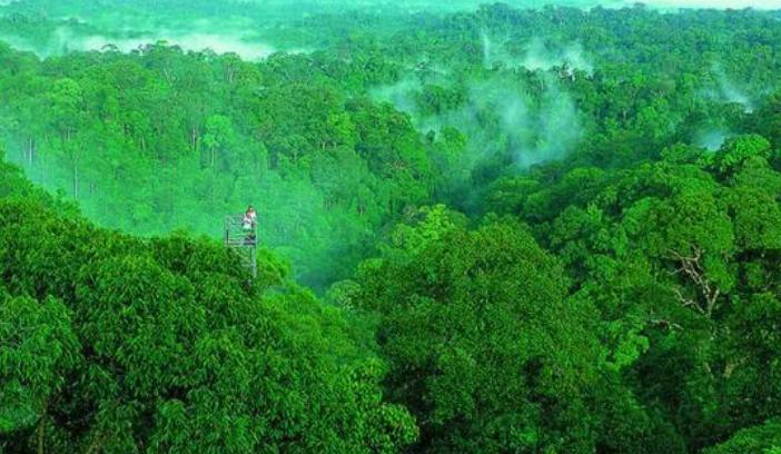 世界上最猛的蛇是不是黄蟒蛇,世界上体型最长的的八大蛇