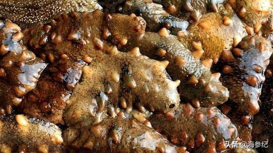 小伙送海参给丈人,小伙给老丈人买的海参