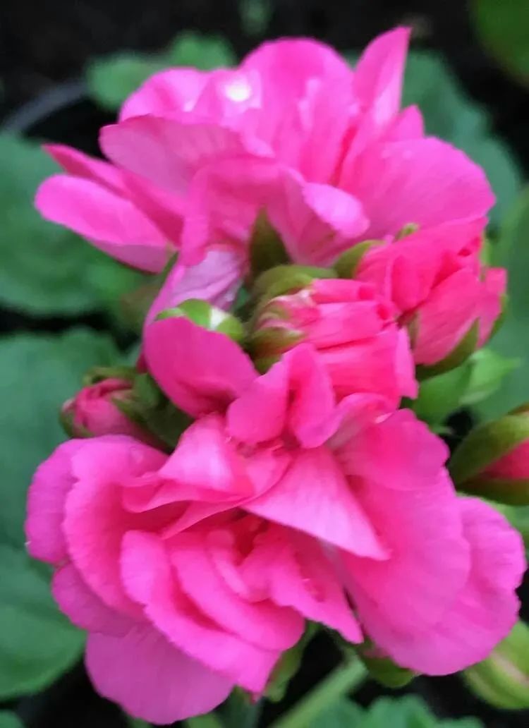 这种花别乱浇水水越多越不开花,这种花不怕冷好养易活