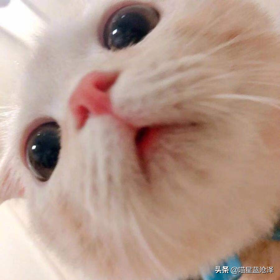 猫咪肠胃炎好了后食欲不好,猫咪肠胃炎引起的高热怎么治