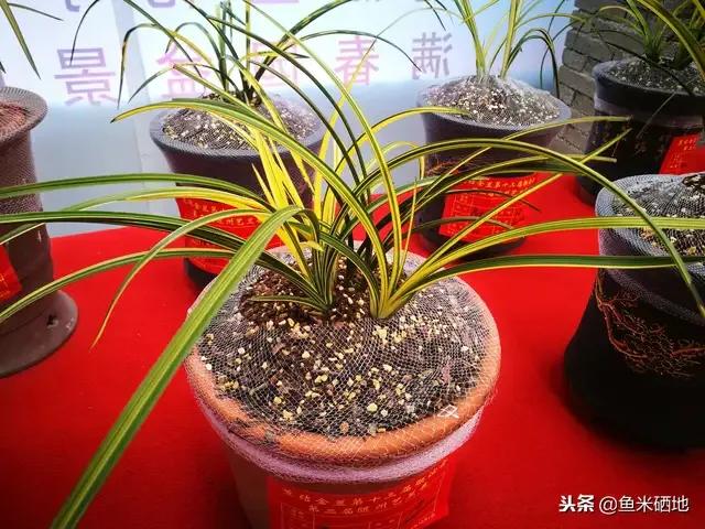 最贵的兰花价格排行榜前十名,2021年最贵兰花成交价格