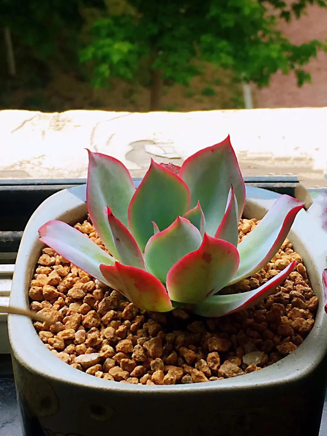 多肉是如何上色的,多肉怎么上色快又好看的绝招