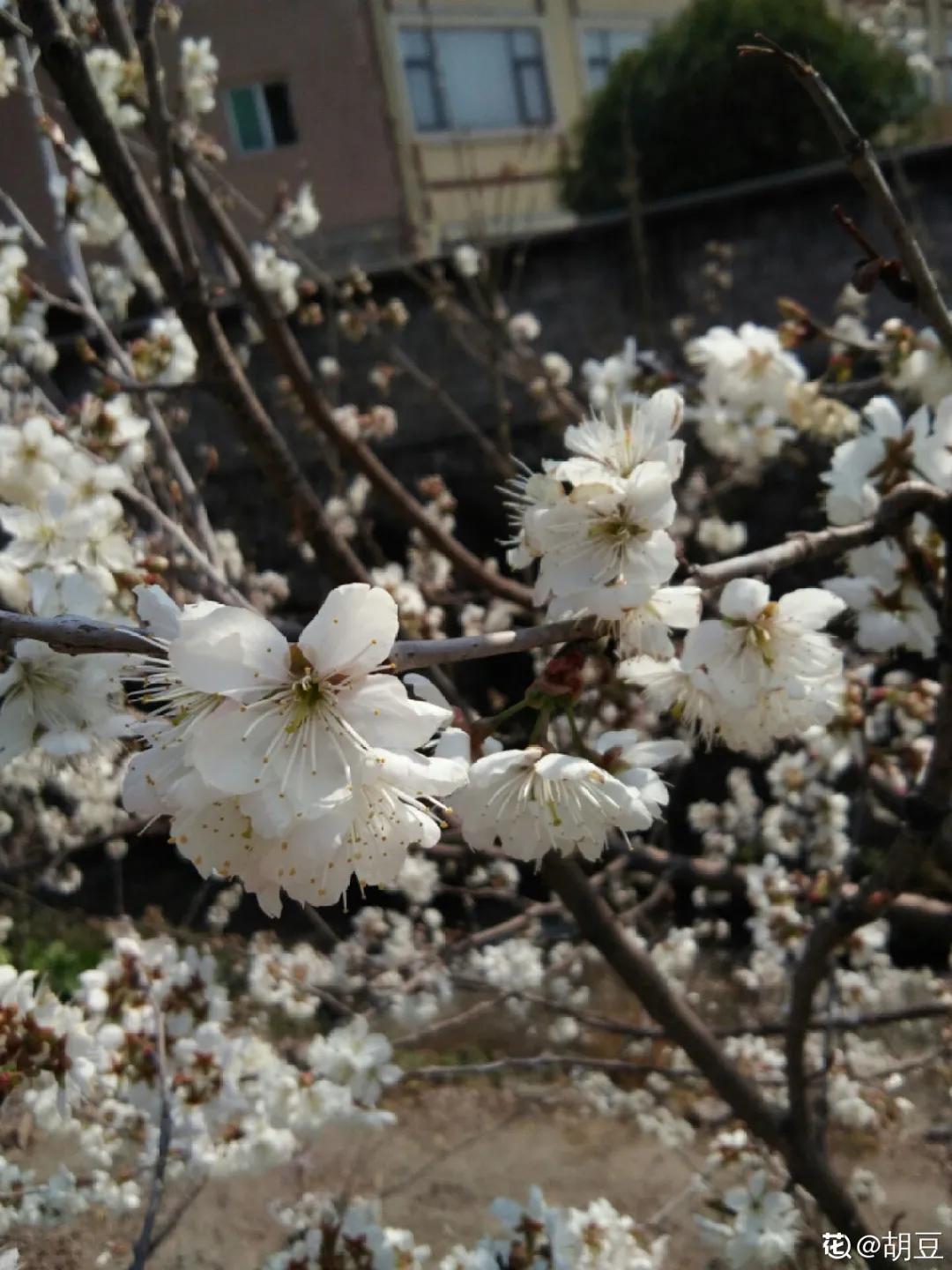 春天开的花有哪些常见又漂亮,十大名花在春天开的有哪些