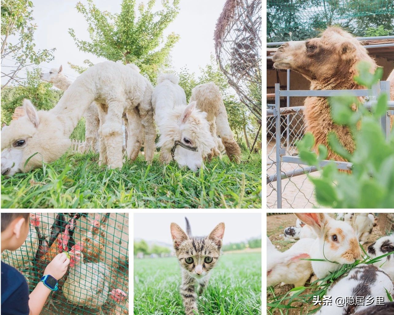 京郊民宿小院适合团建,京郊100人团建民宿推荐