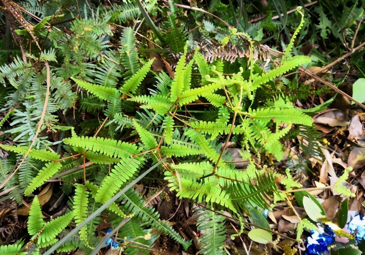 这草贼像“蜈蚣”，曾多到当柴烧，如今成了山珍