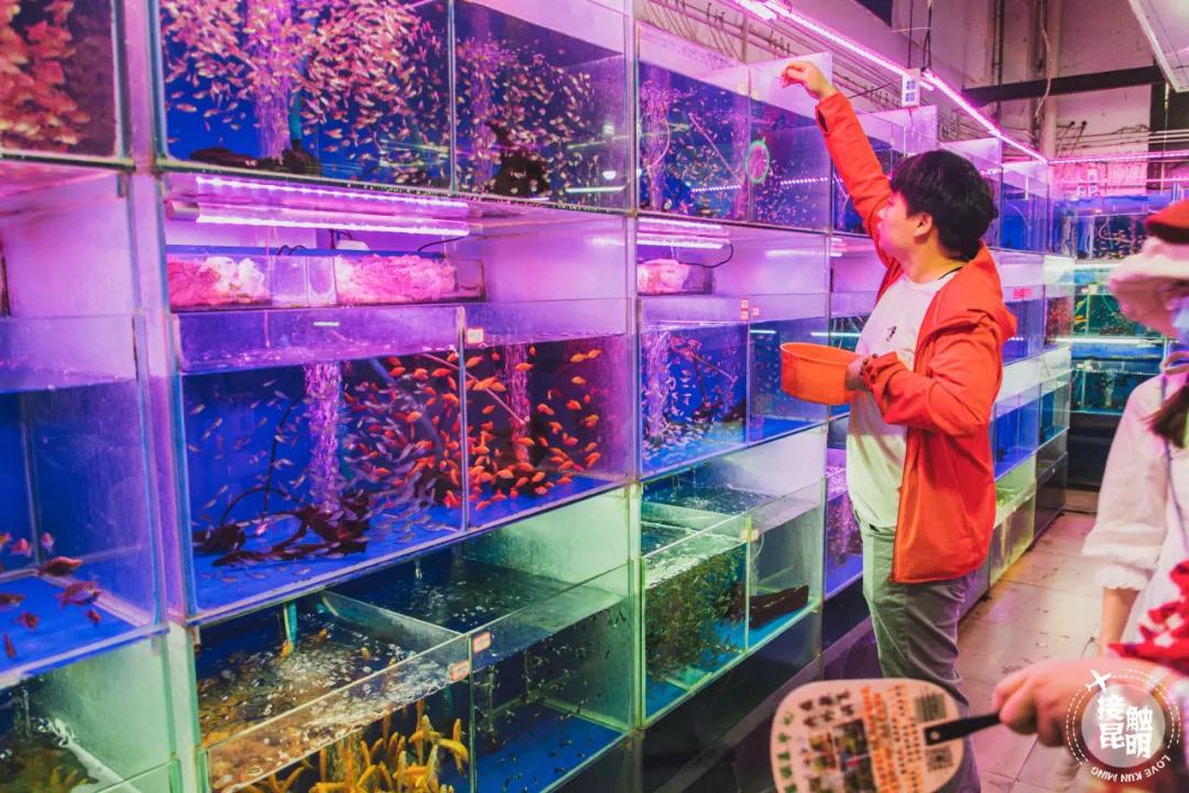 逛逛园博花鸟市场,园博花鸟市场攻略