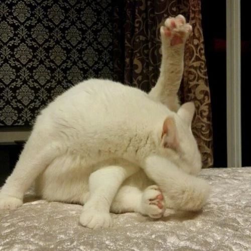 猫咪肛门腺什么症状,猫咪肛门腺有问题是什么症状