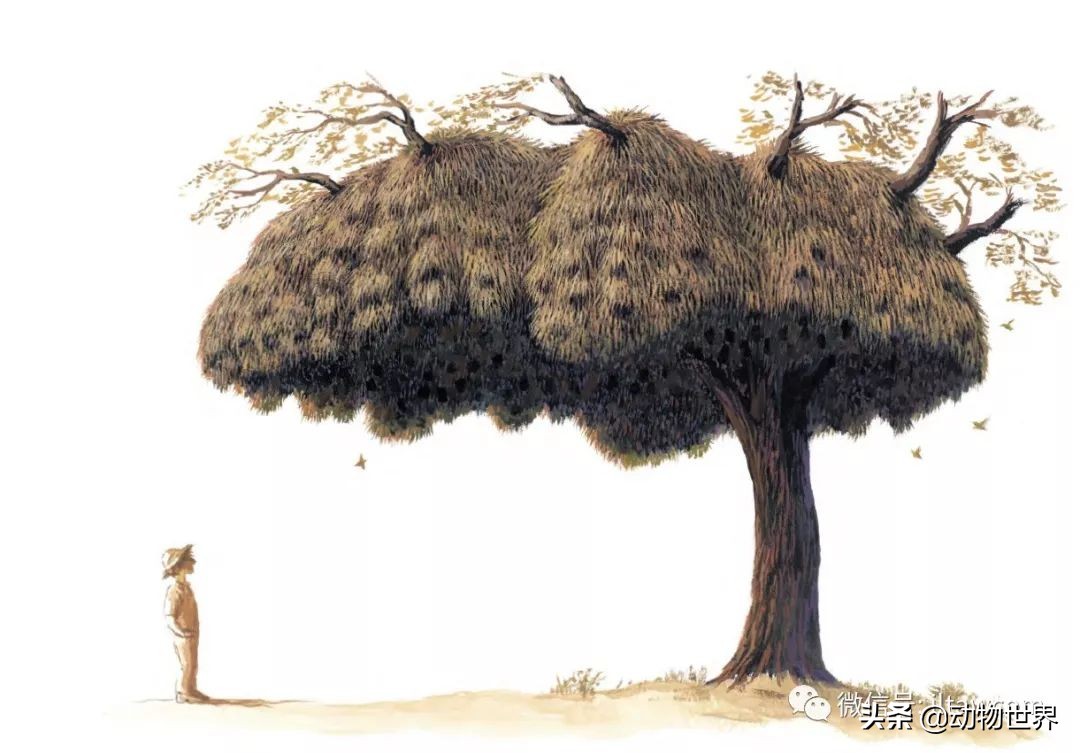 手绘动物地图,探索大自然手绘画