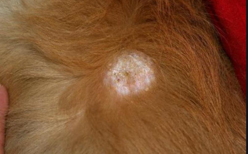 狗狗身上有皮屑斑秃怎么回事,狗狗身上有皮屑怎么治疗