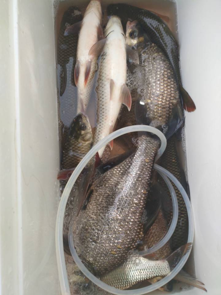 钓鱼必须有的装备,钓鱼必须要买的几样东西