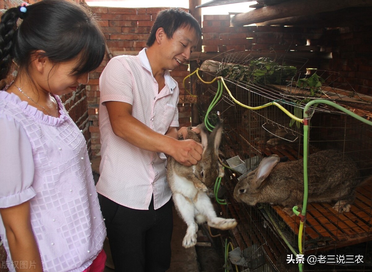 一个办法，解决冬天兔子饮水问题，长膘快，产仔多，一年多挣1000