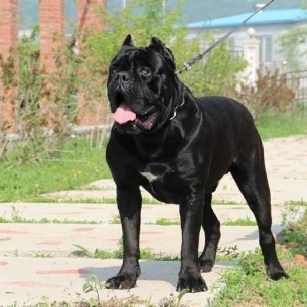 霸气勇猛的卡斯罗护卫犬,卡斯罗护卫犬保镖