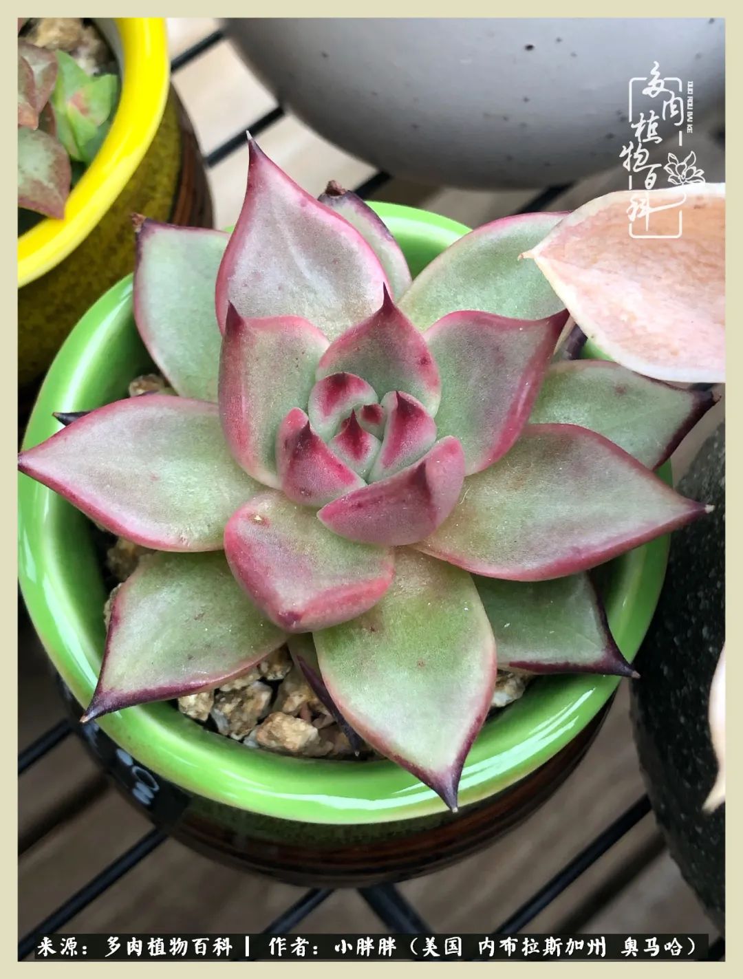 多肉小白入坑攻略,多肉中的鄙视链