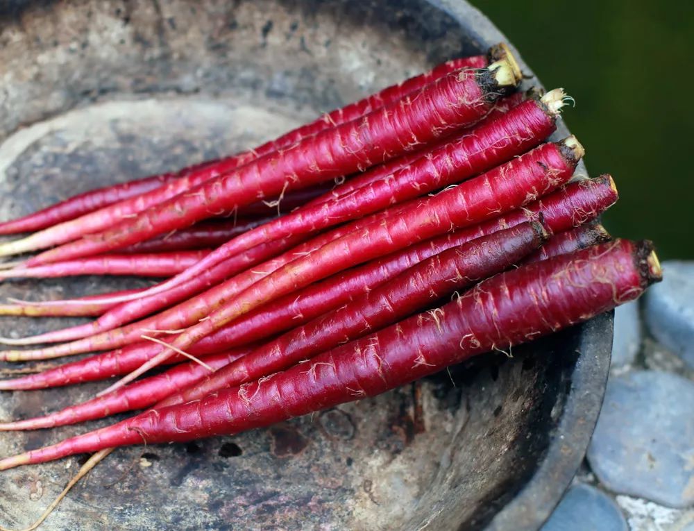 花青素甜脆萝卜,维c含量高的野果