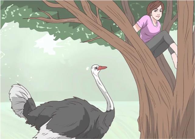 鸵鸟遇到强敌怎么办,如何帮鸵鸟逃避危险