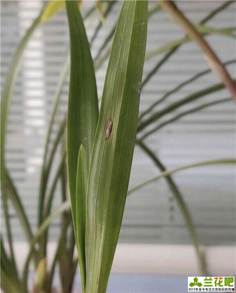 兰花叶子脱水的表现,兰花叶脱水怎么办用什么药