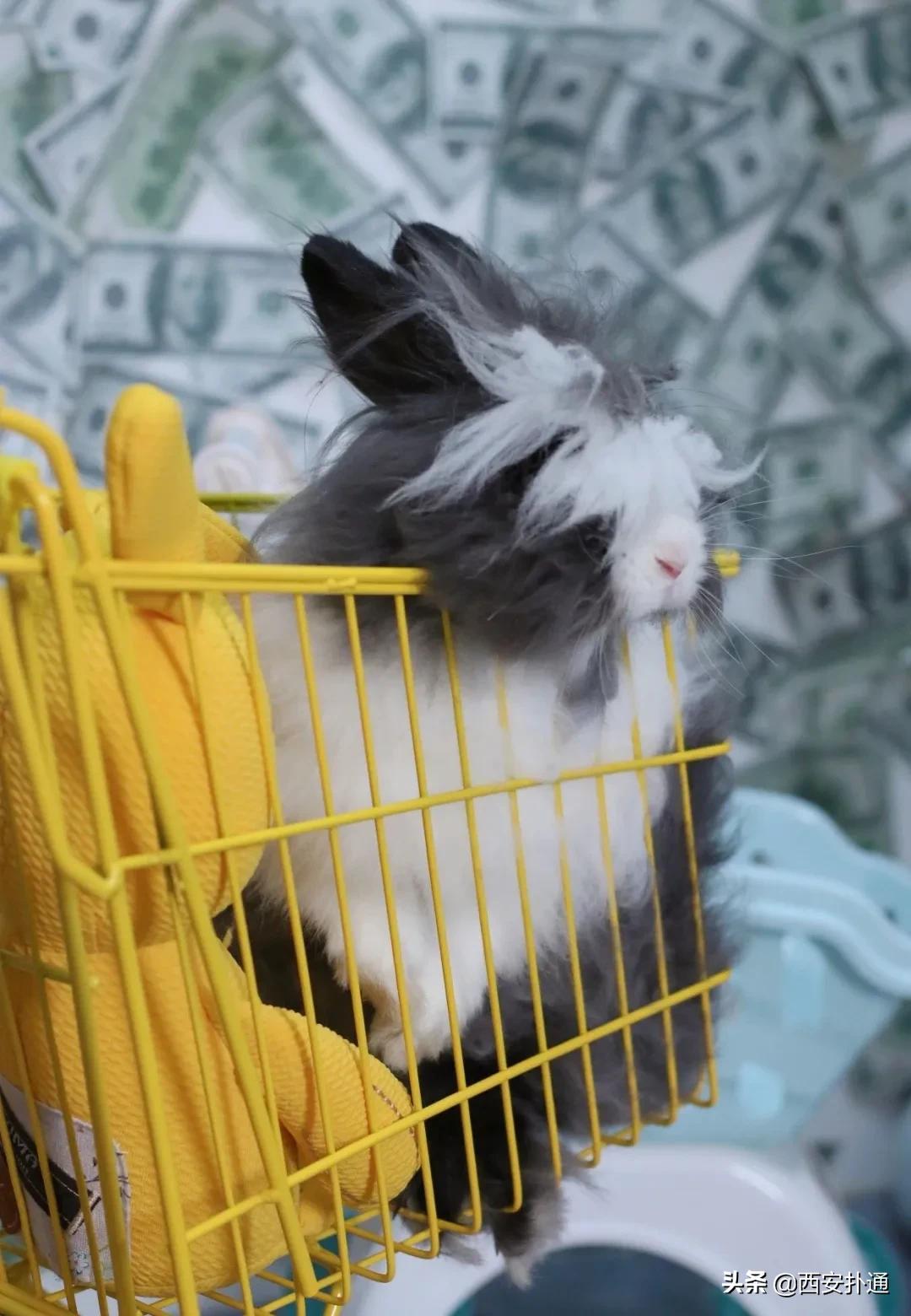 西安有哪些可以撸兔子的店,西安撸兔子的店