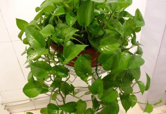 水培富贵竹用凉开水水培绿萝,收到水培绿萝想水培怎么处理