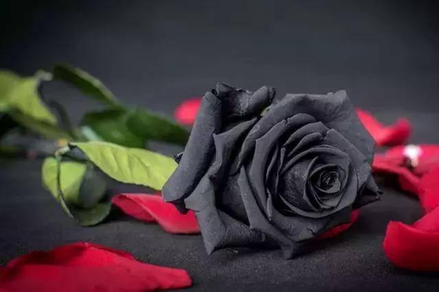 情人节送粉色玫瑰还是红色玫瑰,情人节送白玫瑰的花语和寓意