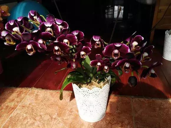 最好养爱开花的兰花,四季能开花的兰花有哪些