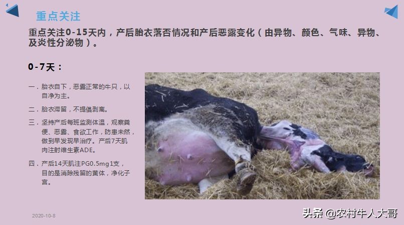 奶牛产后子宫净化保健实施方案ppT课件