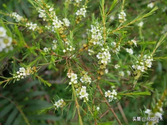 岗松有几个品种,岗松盆景的寓意是什么