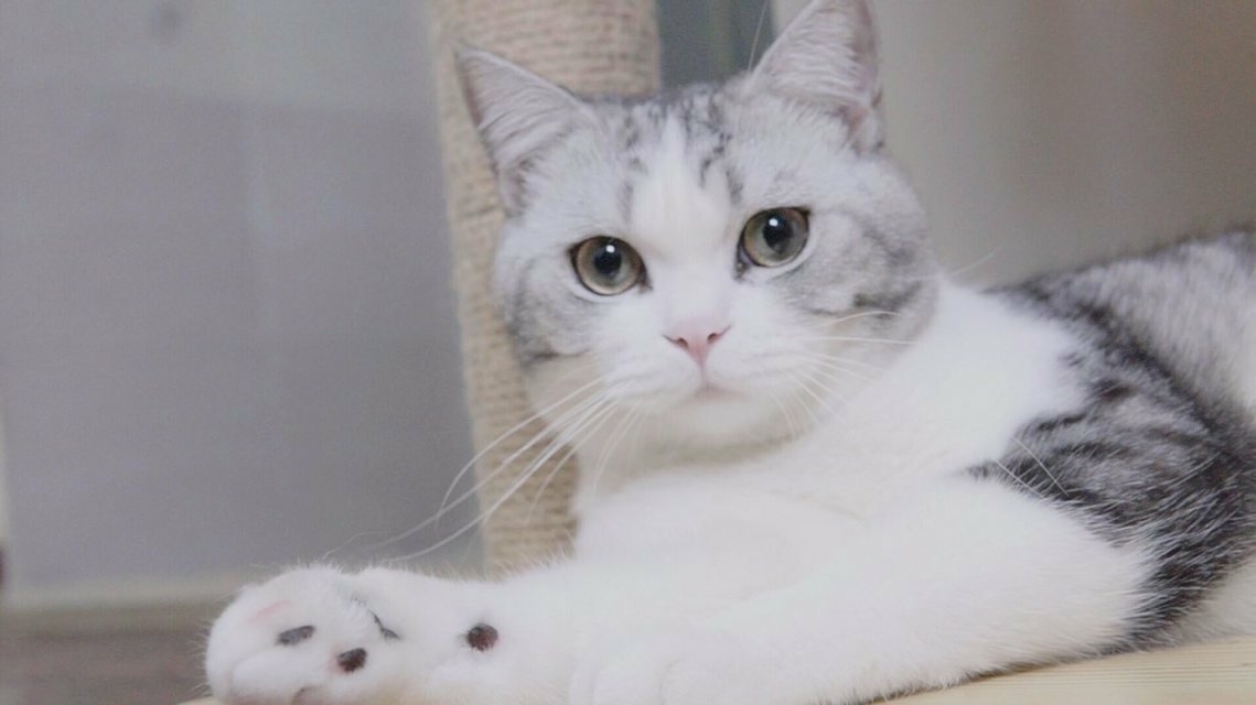 哪个猫粮是性价比之王,进口的猫粮哪个比较好